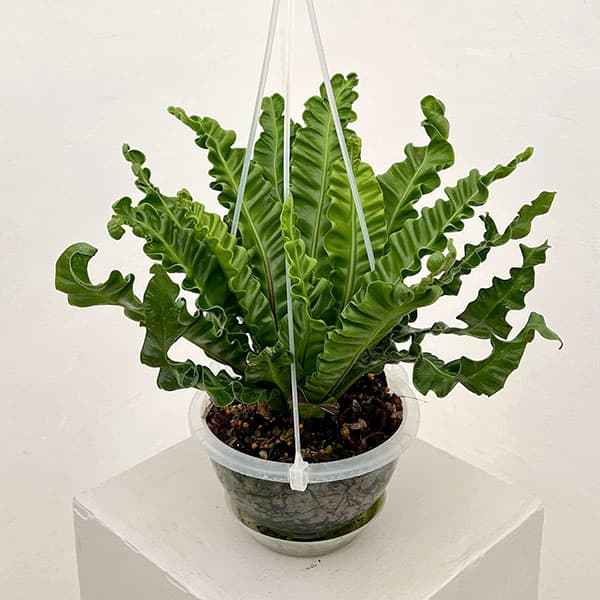 アスプレニウム：アカキ5号吊り鉢（ネガミエルエアー）