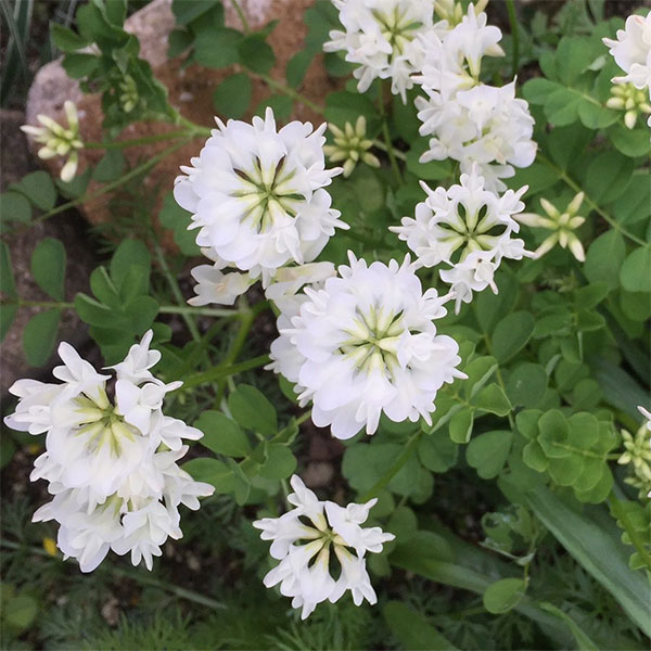 レンゲソウ：白花3号ポット