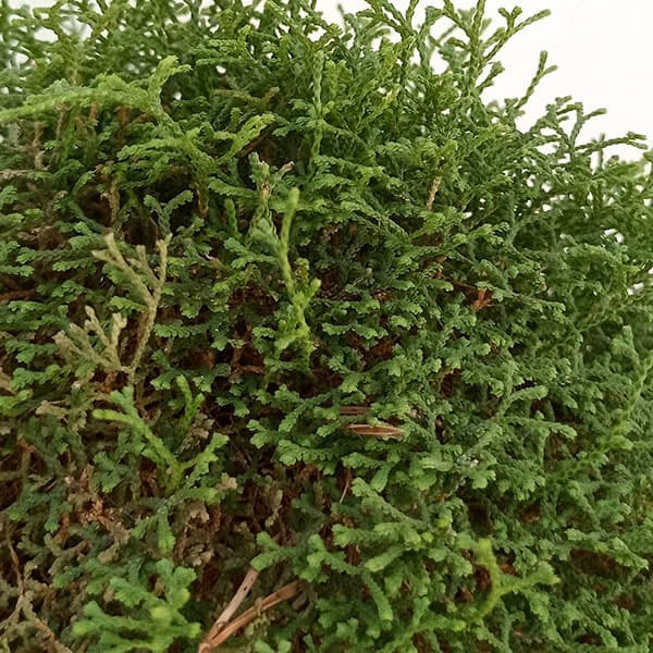 ハリガネカズラ（針金かずら）