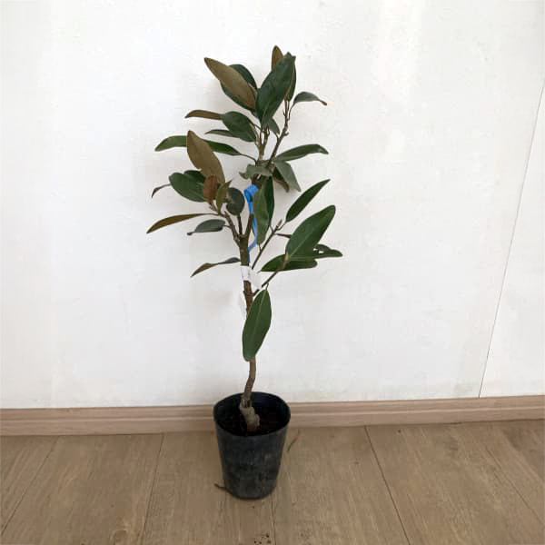 タイサンボク：アルタ4号ポット