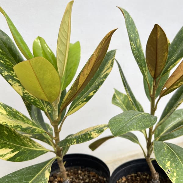 タイサンボク：斑入り4号ポット