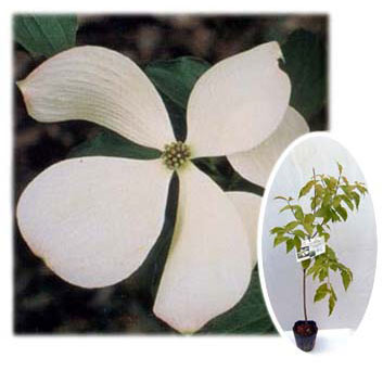 ハナミズキ（ハイブリッド）：コンストレーション5号ポット