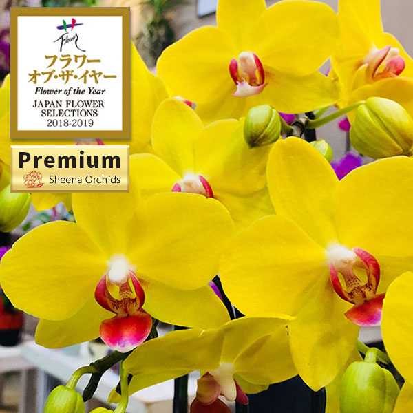 ミディコチョウラン：ナオミゴールド1～2本立ち ラント Lサイズ