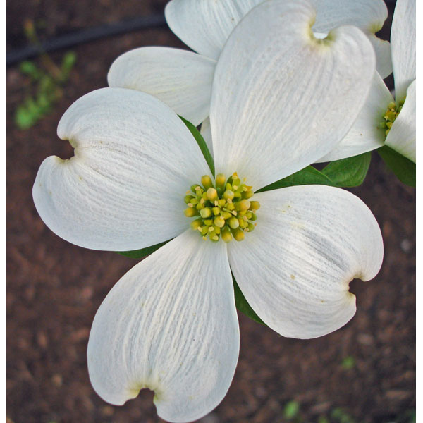 ハナミズキ：アパラチアスプリング5号ポット