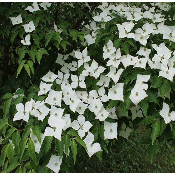 ヤマボウシ：マウンテンブーケ4号ポット