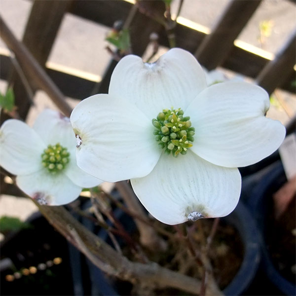 ハナミズキ：シダレハナミズキ（白花）5号ポット