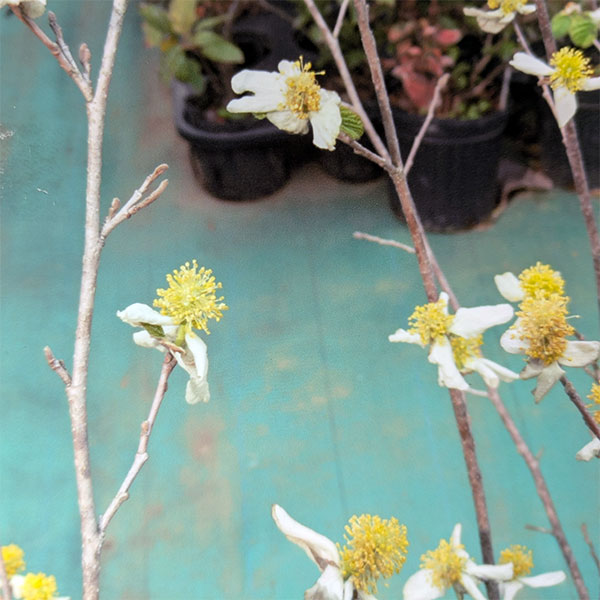 パロティオプシス：ジャックモンティアナ6号ポット