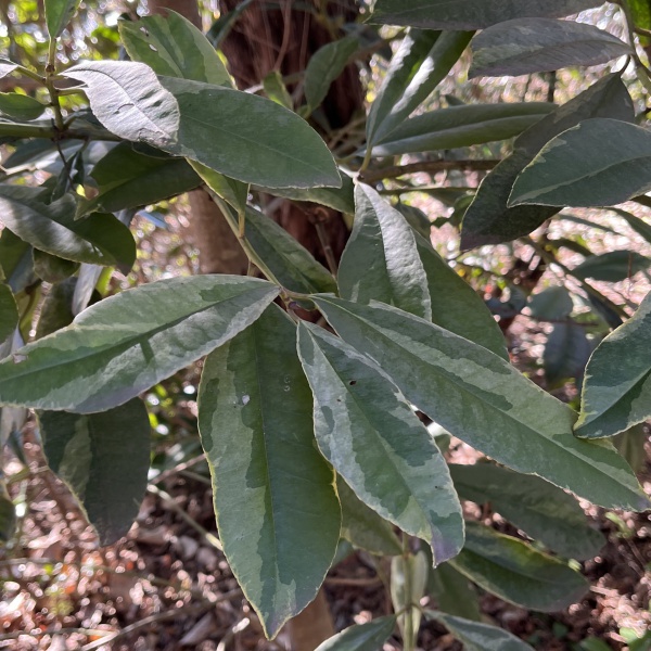 タラヨウ：斑入り7号ポット