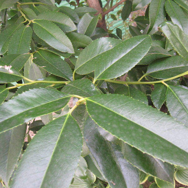 タラヨウ：イッサイタラヨウ（一才たらよう）7号ポット