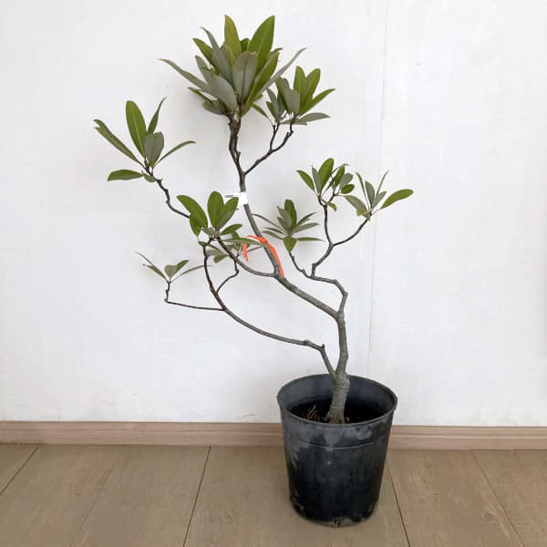 ヒメタイサンボク：：グリーンシャドー7号ポット