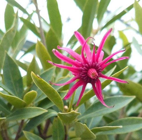 イリシウム：ハレーズコメット4号ポット