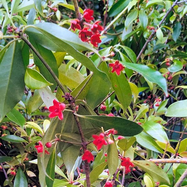 イリシウム：ランセオラツム4号ポット