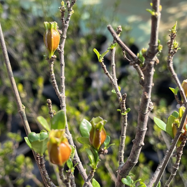 クチナシ：一寸法師（イッスンボウシ）4号ポット