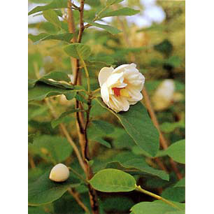 マグノリア（オオヤマレンゲ）：ミチコレンゲ3.5号ポット