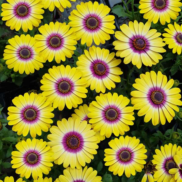 [26年2月中下旬予約]オステオスペルマム：フラワーパワー　トロピカルサン3.5号ポット