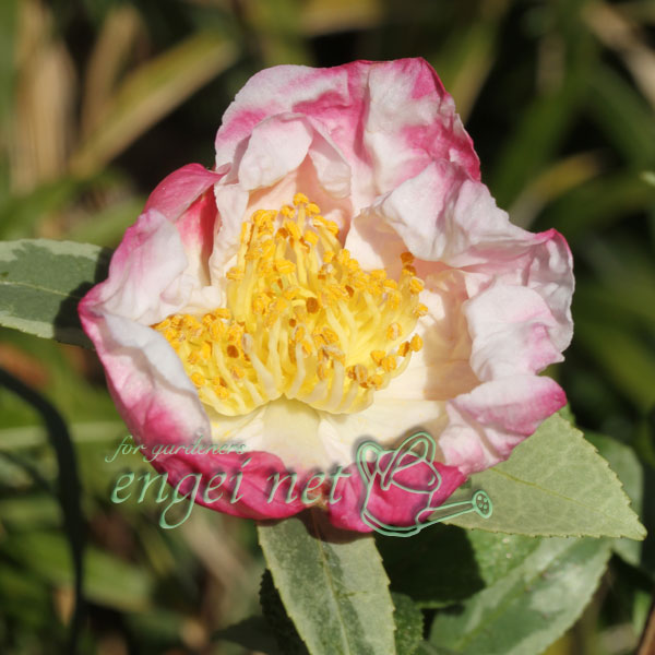 サザンカ：翁衣（オキナゴロモ）3号ポット