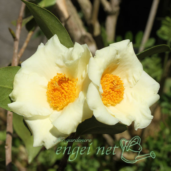 ツバキ（椿）：黄の御前 3号ポット