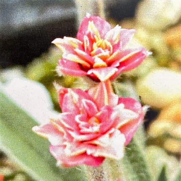 アッツザクラ（ロドヒポキシス）：桃八重ルビーの輝き 2.5-3号ポット