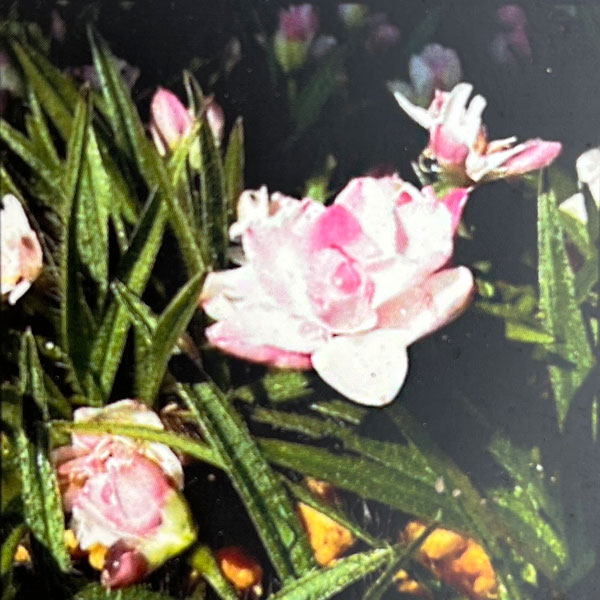 アッツザクラ（ロドヒポキシス）：バラ咲2.5号ポット