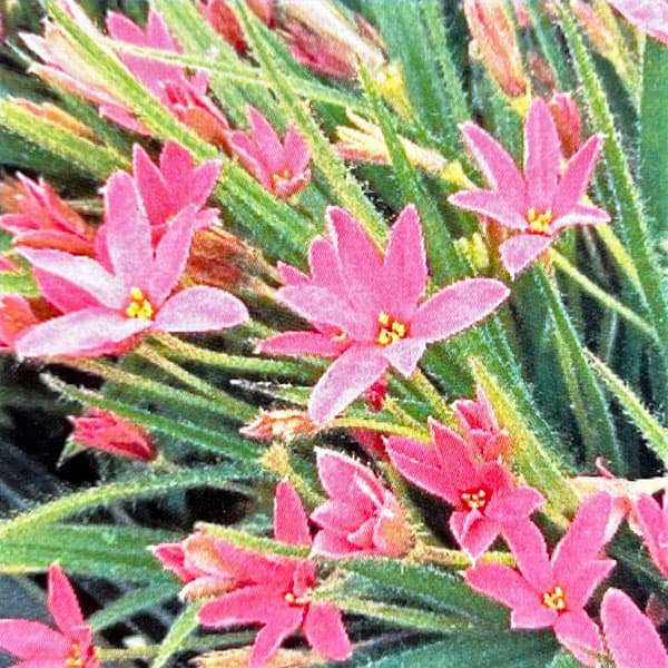 アッツザクラ（ロドヒポキシス）：赤花ヒメ2.5号ポット