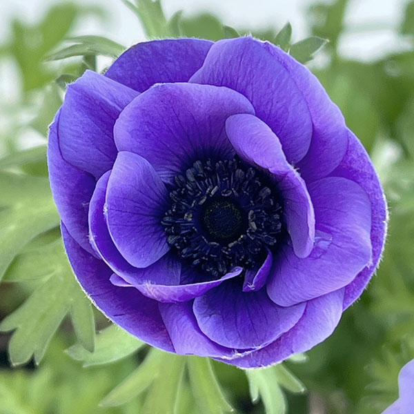 アネモネ：絢花（アヤカ）ブルー系3～3.5号ポット 3株セット