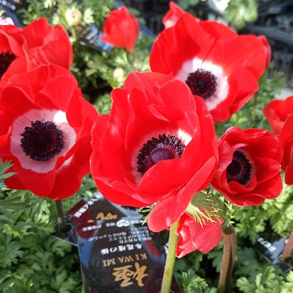 アネモネ【極-KIWAMI-】：ポルト スカーレット3.5号ロングポット* 3株セット