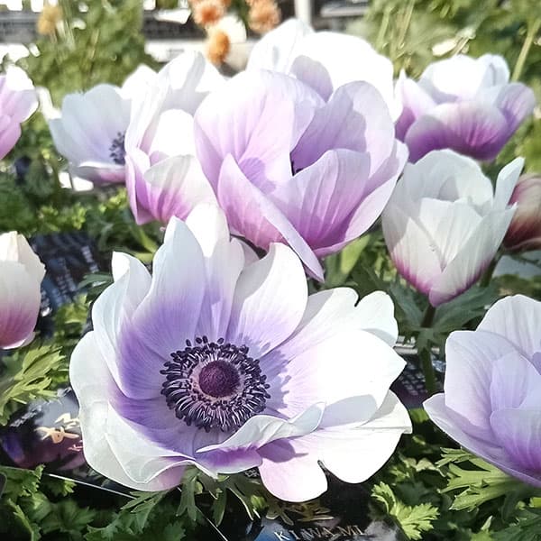 アネモネ【極-KIWAMI-】：ポルト パール3.5号ロングポット* 6株セット