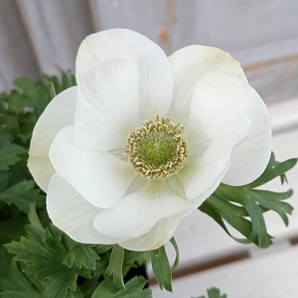 アネモネ【極-KIWAMI-】：ポルト ホワイト3.5号ロングポット* 3株セット