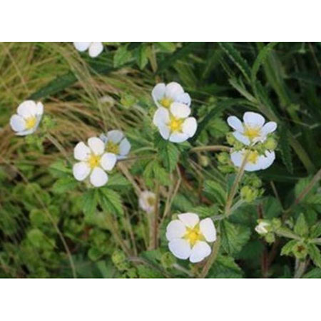 ポテンティラ：レクタ アルバ3号ポット