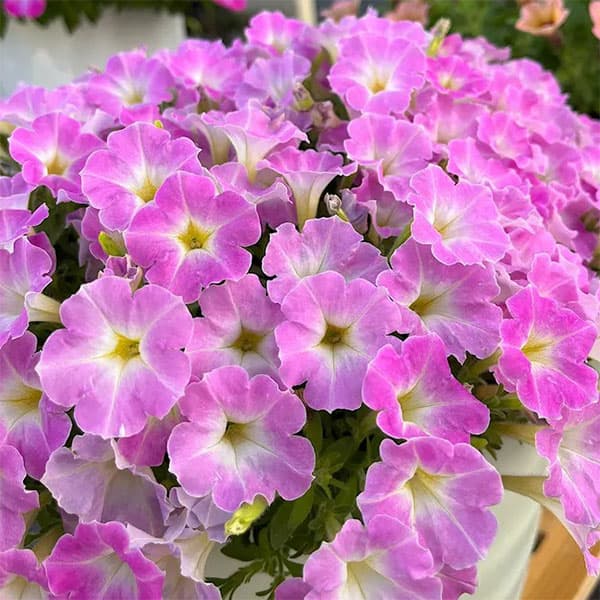 [26年3月中下旬予約]ペチュニア：サフィニアアートさくらこ3号ポット (R)