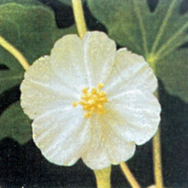 ハッカクレン：アメリカハッカクレン 3-4号ポット