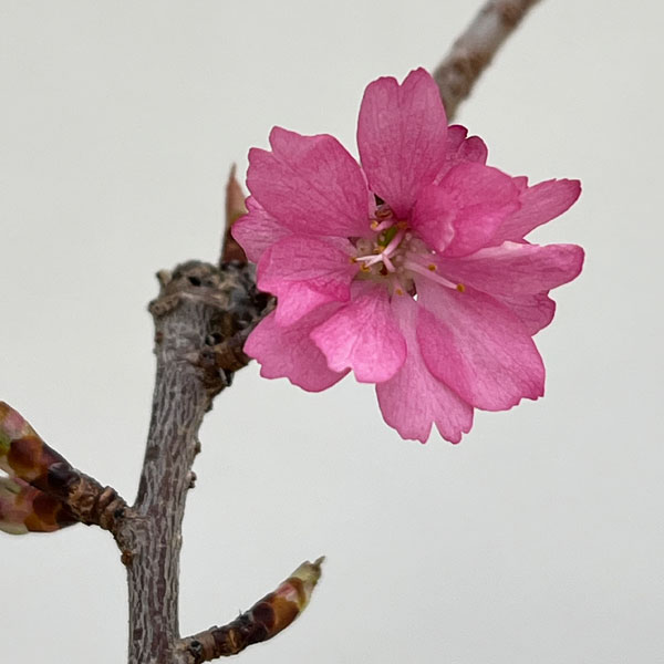 フジザクラ：美桜の舞（みおうのまい）2.5号ポット
