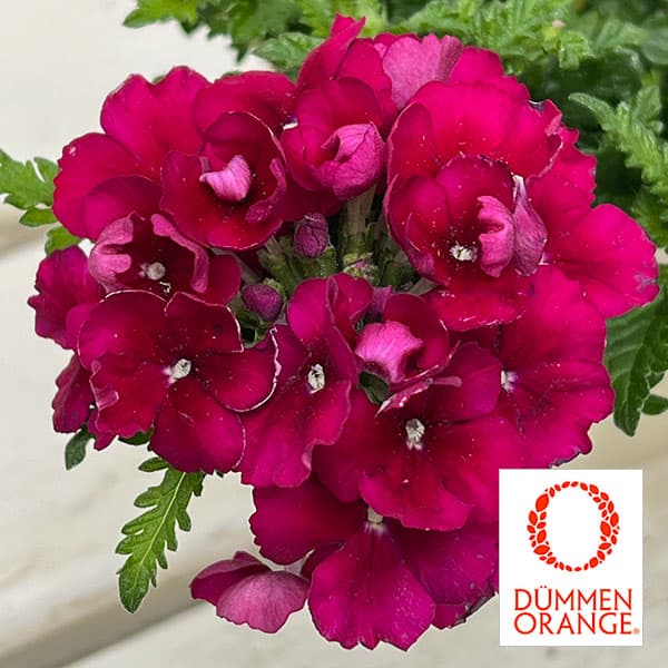 バーベナ：エンプレス　バーガンディ3.5号ポット