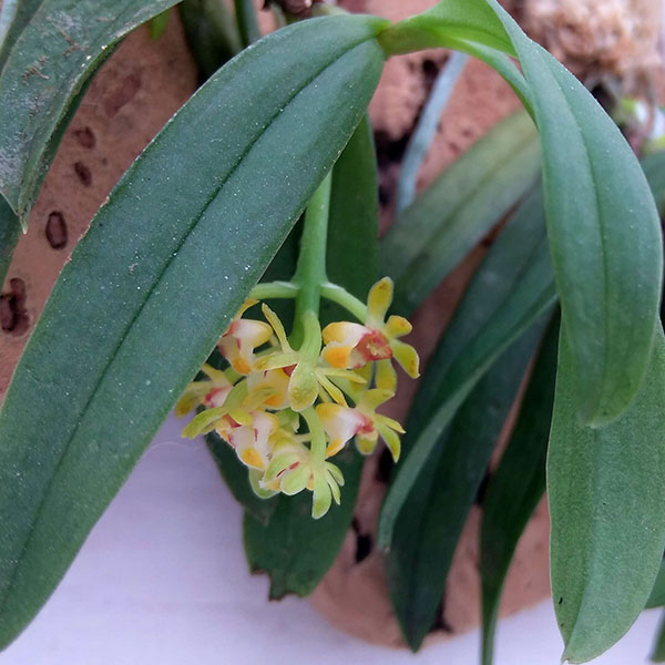 カシノキラン2-2.5号ポット