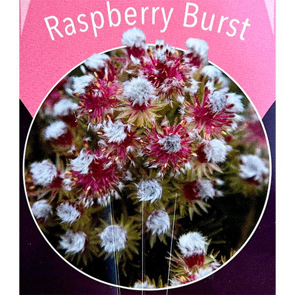 セルリア（ジョーイセルリア）：ラズベリーバースト 5号鉢植え