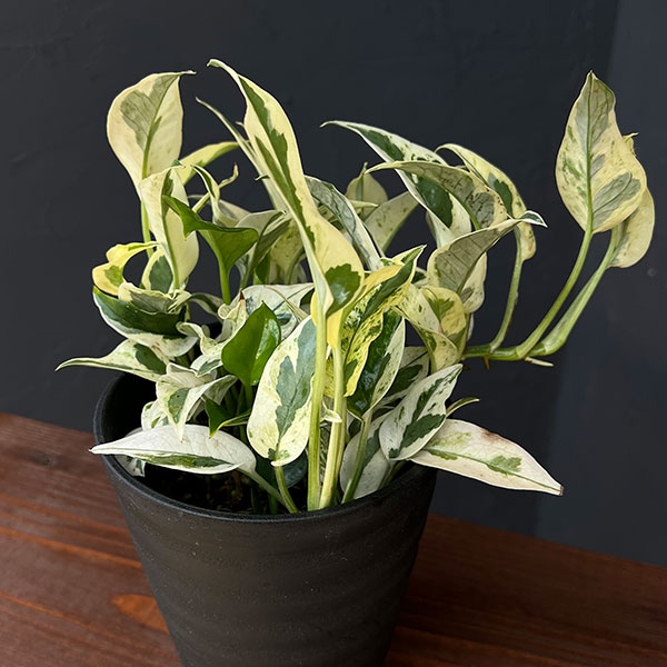 [26年2月中下旬予約]ポトス：エクセレント　4号鉢入り*