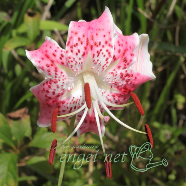 ユリ：島鹿の子百合3.5号ポット