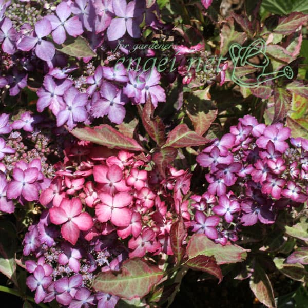 ヤマアジサイ：陽炎（カゲロウ）3号ポット*