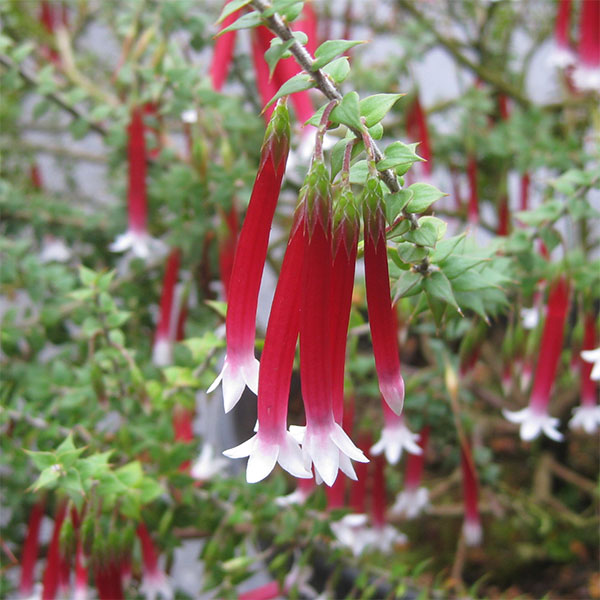 エパクリス・ロンギフローラ（クリスマスキャンドル）5号ポット