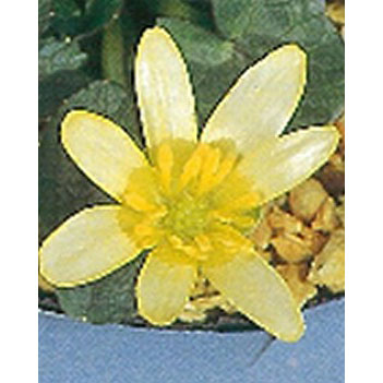 ヒメリュウキンカ：コーヒークリーム2.5号ポット 2株セット