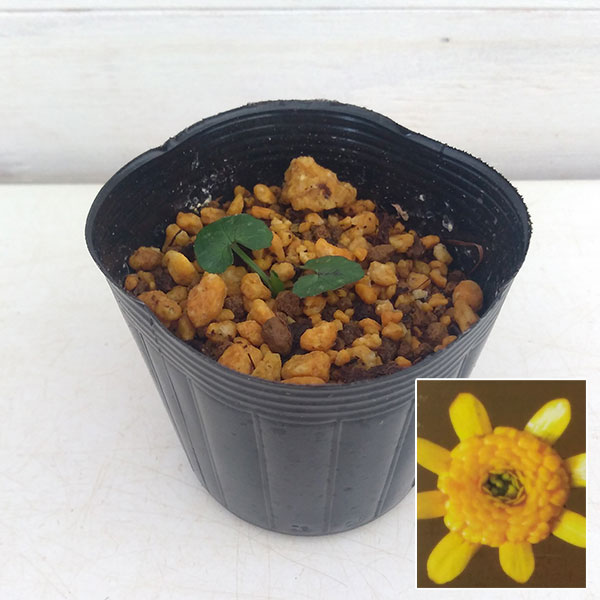 ヒメリュウキンカ：コーラレット2.5号ポット 2株セット