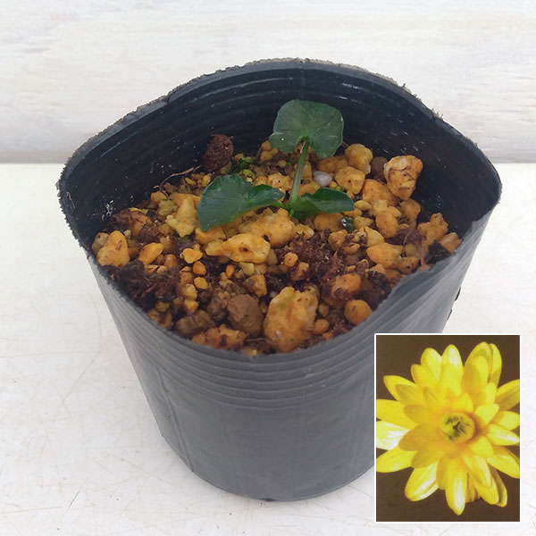 ヒメリュウキンカ：八重2.5号ポット 2株セット