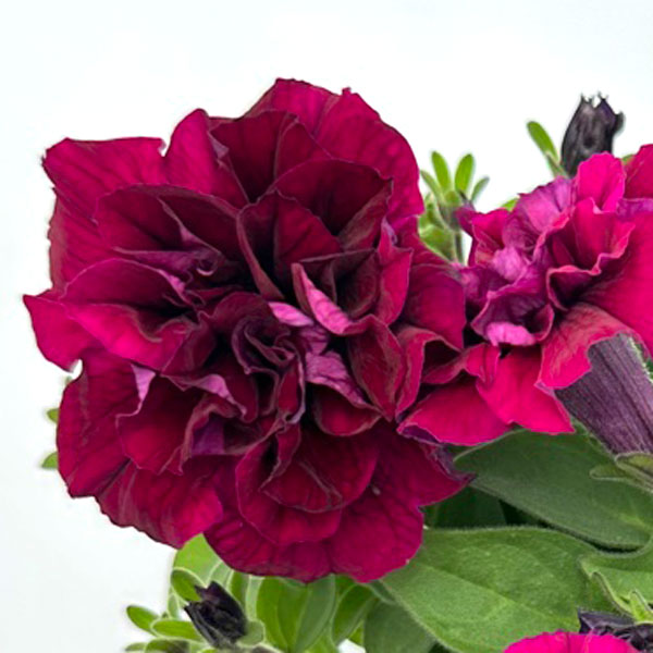 [26年4月上旬予約]ペチュニア：フラメンコ　バーガンディ3.5号ポット