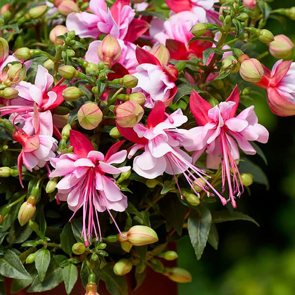 [26年4月下旬予約]フクシア（ホクシア）：ベラ ビアンカ3号ポット