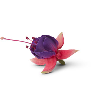 [26年4月下旬予約]フクシア（ホクシア）：ベラ ファヤ3号ポット