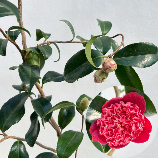 ツバキ（椿）：卜伴雲竜（ぼくはんうんりゅう）4.5号ポット