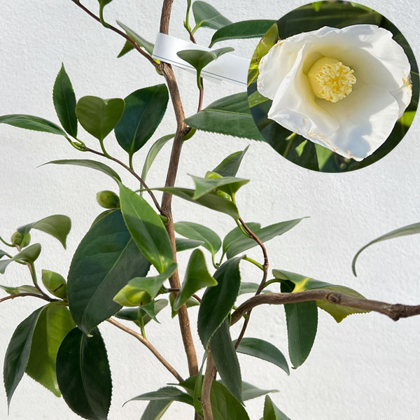 ツバキ（椿）：白花雲竜（しろばなうんりゅう）4.5号ポット