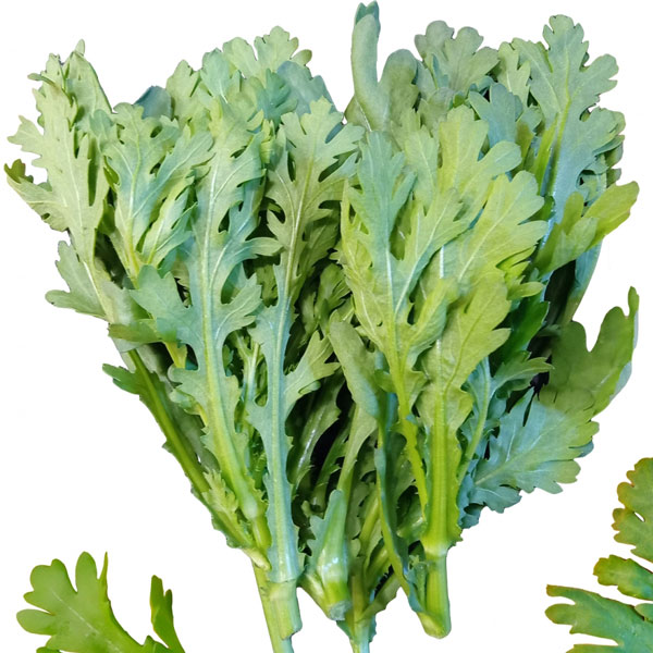 シュンギク：チュウバシュンギク（中葉春菊）3.5号ポット苗