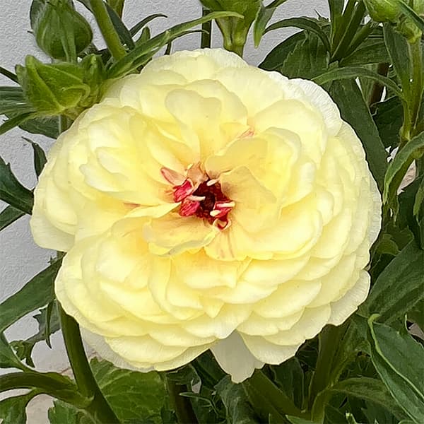 [送料無料]ラナンキュラス：ラックス　アフロディーテ3.5-4号ポット 6株セット