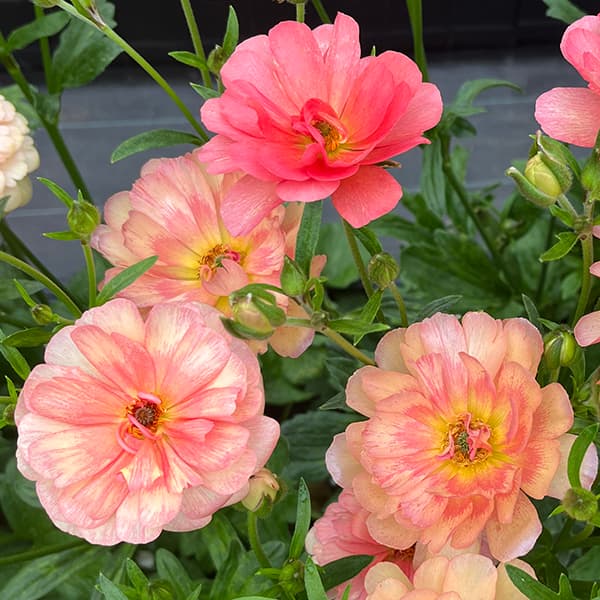 ラナンキュラス：ラックス　エリス3.5-4号ポット 3株セット